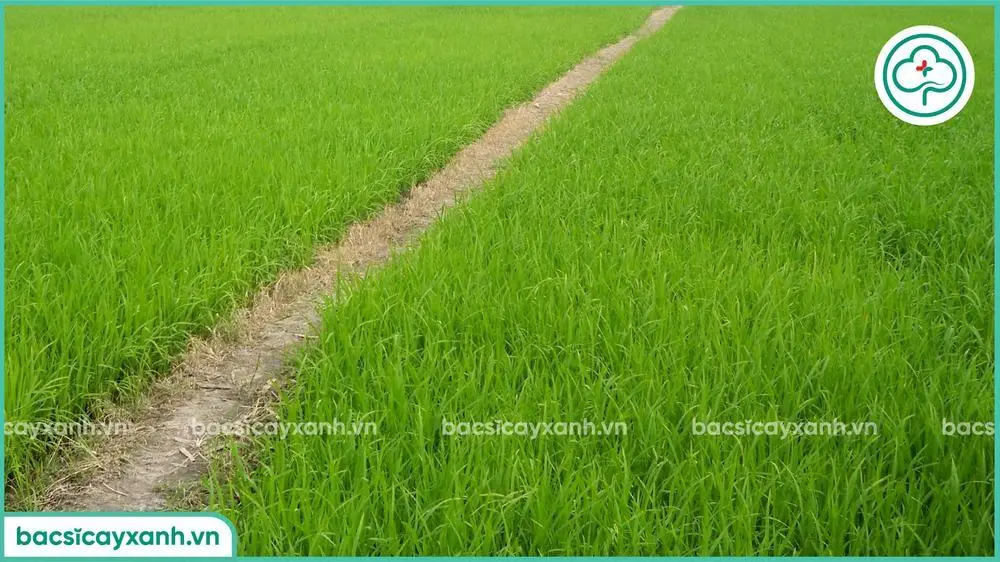 Giới thiệu về nghề trồng lúa nước; Tôm tắt quy trình trồng lúa nước; Tình hình phát triển cây lúa ở nước ta; Trồng lúa nước; Trồng lúa nước ở Việt Nam;